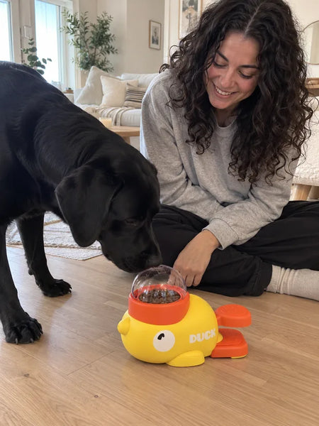 Woman sitting on the living room floor with her Labrador by the toy