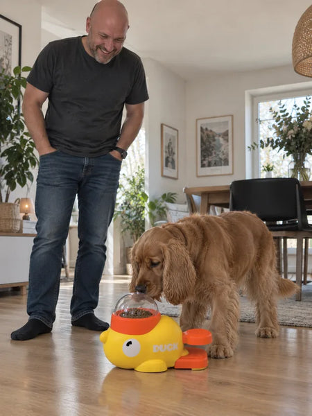 Cocker spaniel sniffing the dome on a wooden floor