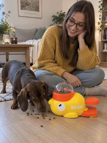 The dachshund eats the kibble that dropped onto the floor