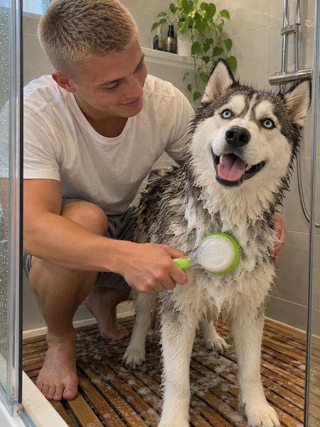 Young man washing his husky in the shower with the green brush