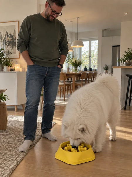 Samoyed eating from the yellow bowl in a bright room
