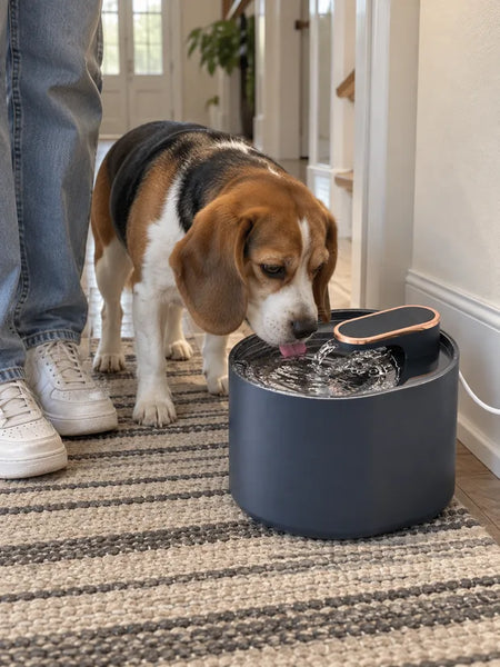 Beagle drinking from the blue water fountain on a striped hallway rug