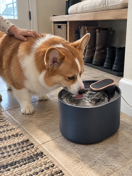 Corgi drinking from the blue water fountain in the mudroom