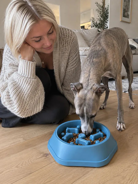 Woman sitting on the floor next to her whippet eating from the blue bowl