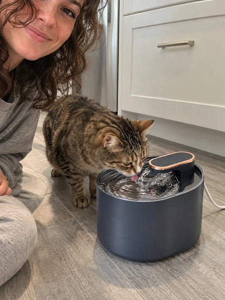 Brown tabby cat drinking from the stream of the blue water fountain on a kitchen floor