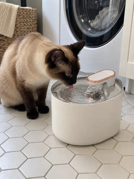 Siamese cat drinking from the white water fountain in the laundry room