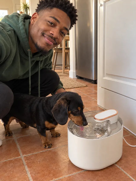 Dachshund drinking from the white water fountain on a terracotta kitchen floor